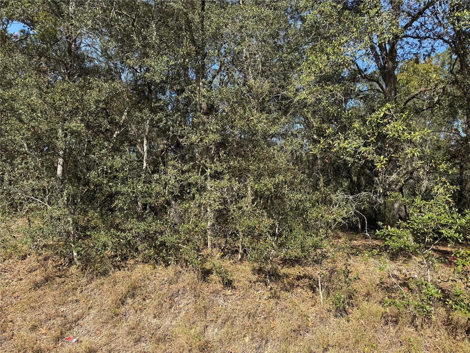 SE 115 PLACE RD, OCKLAWAHA, FL — photo 5