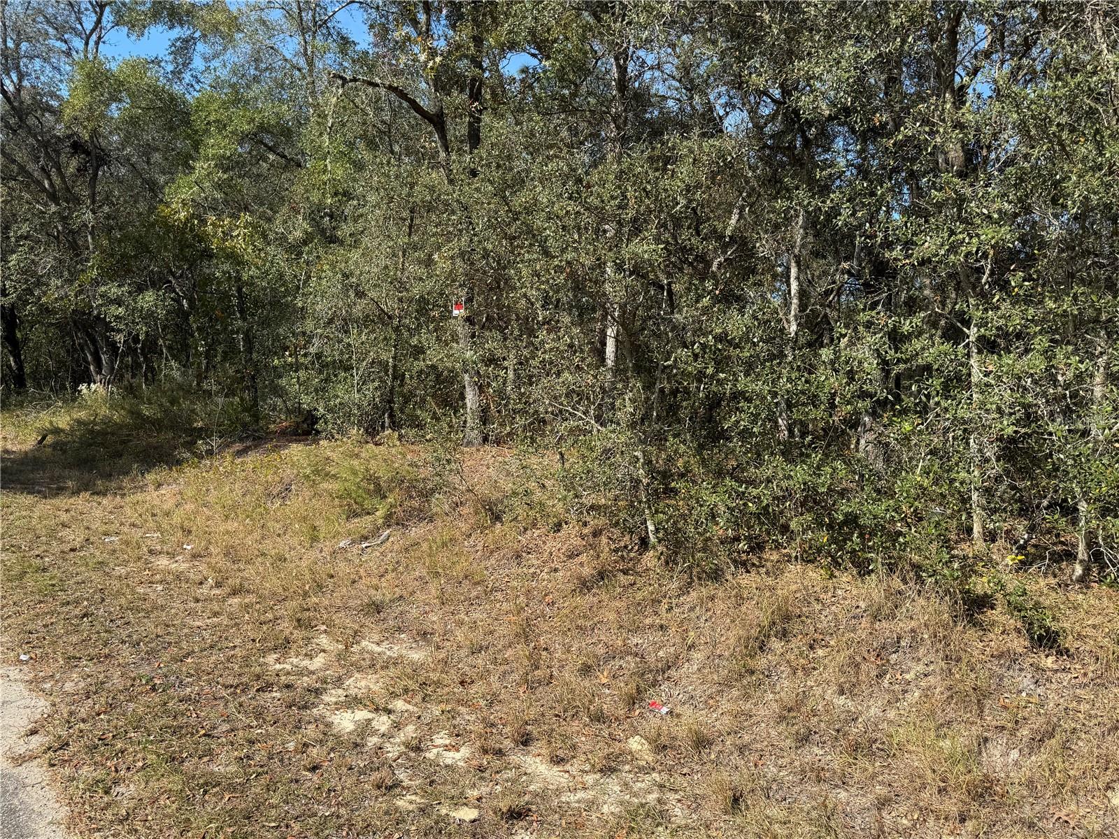 SE 115 PLACE RD, OCKLAWAHA, FL — photo 7