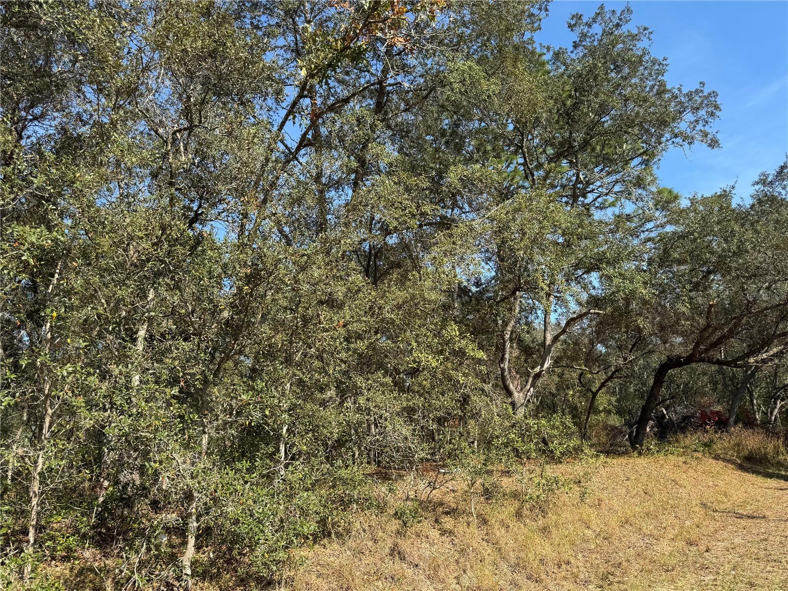 SE 115 PLACE RD, OCKLAWAHA, FL — photo 11