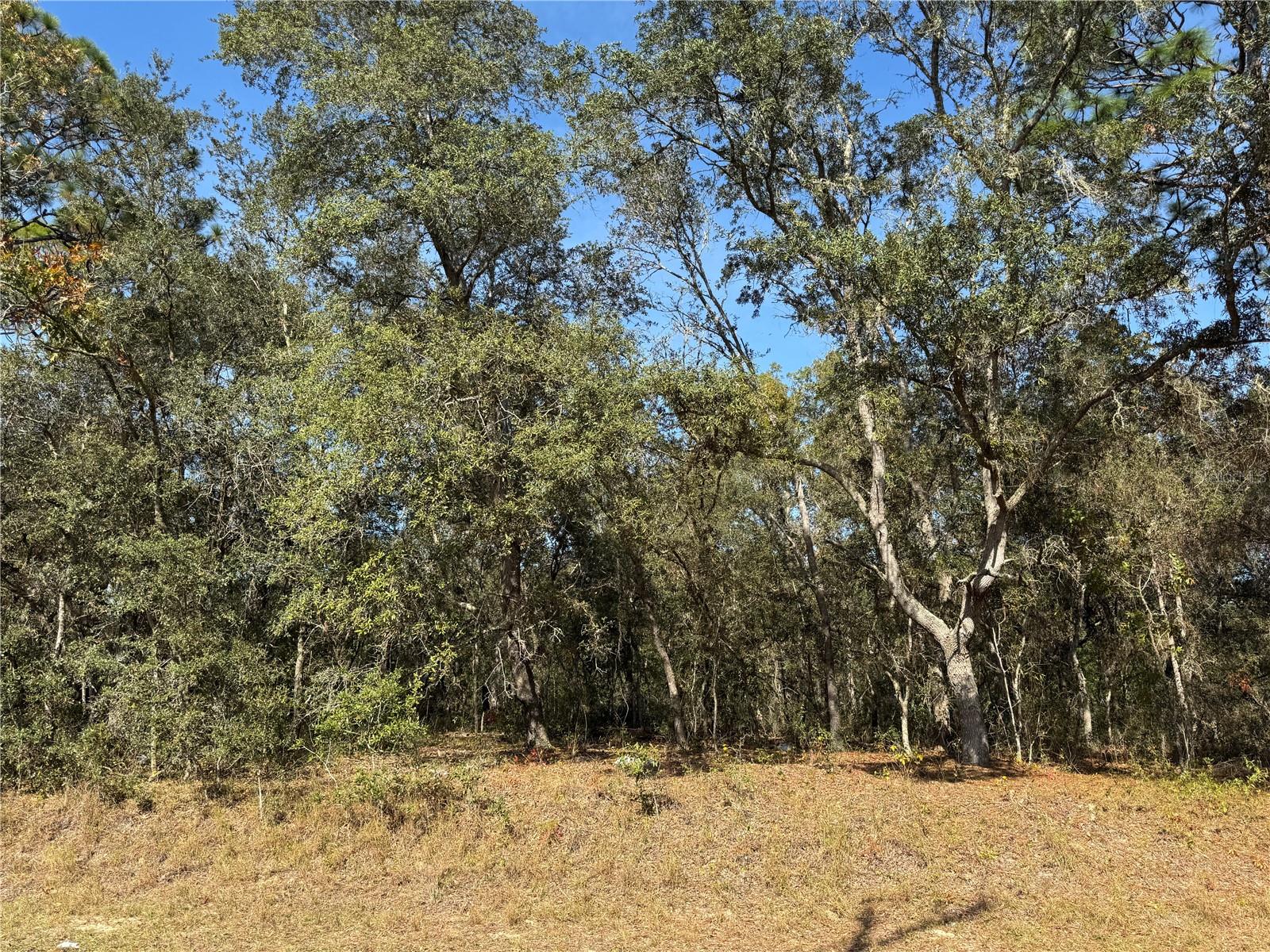 SE 115 PLACE RD, OCKLAWAHA, FL — photo 15