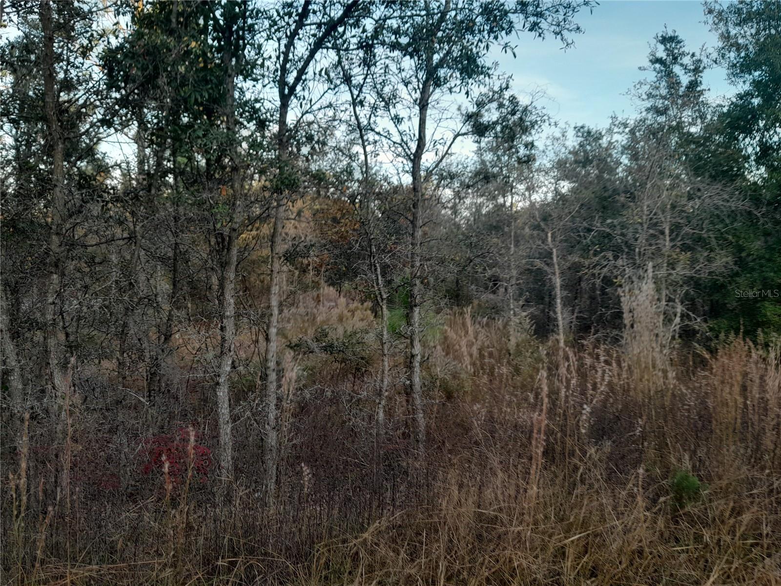 1531 NE 123RD AVE, WILLISTON, FL — photo 3