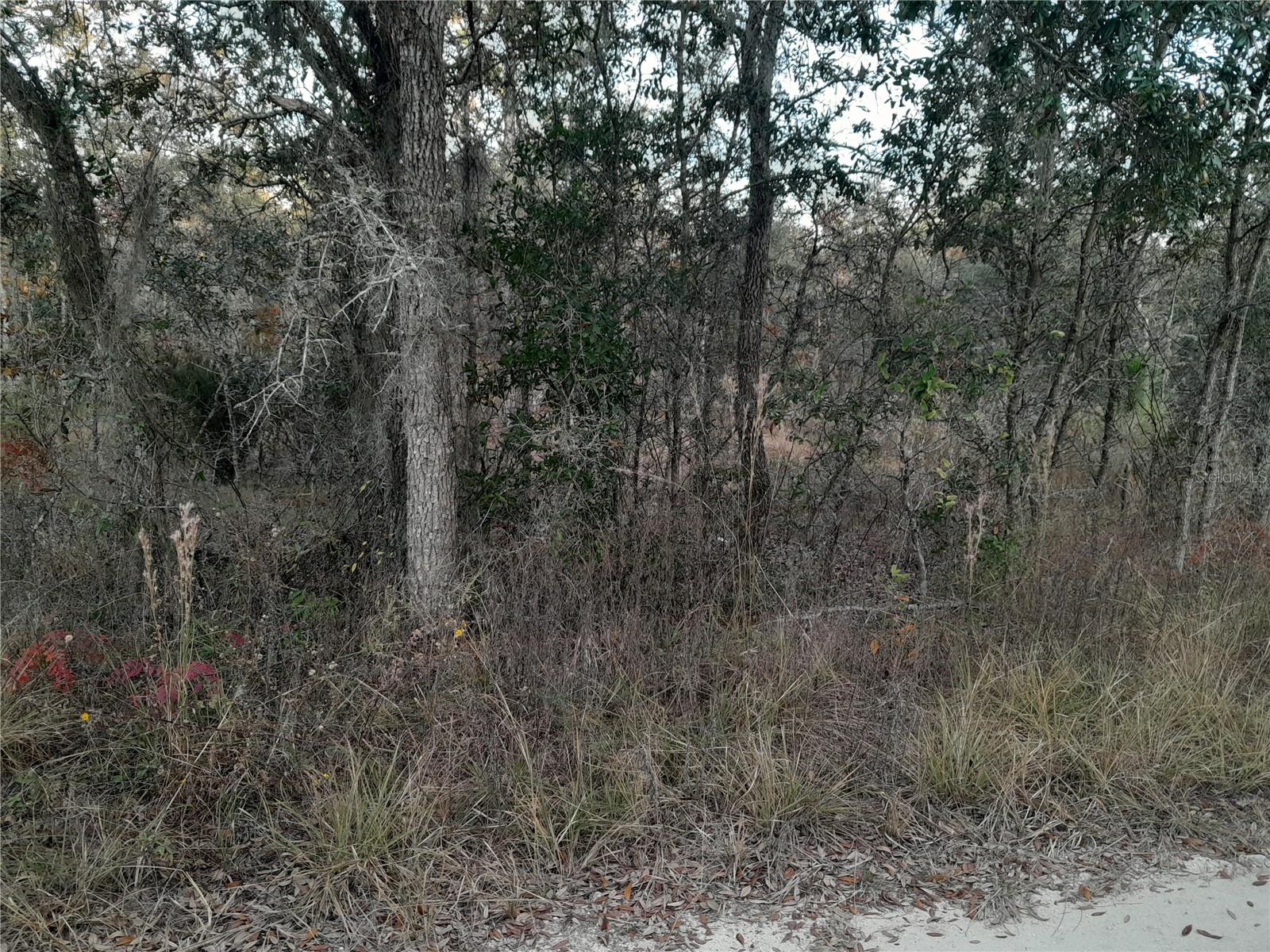 1531 NE 123RD AVE, WILLISTON, FL — photo 4