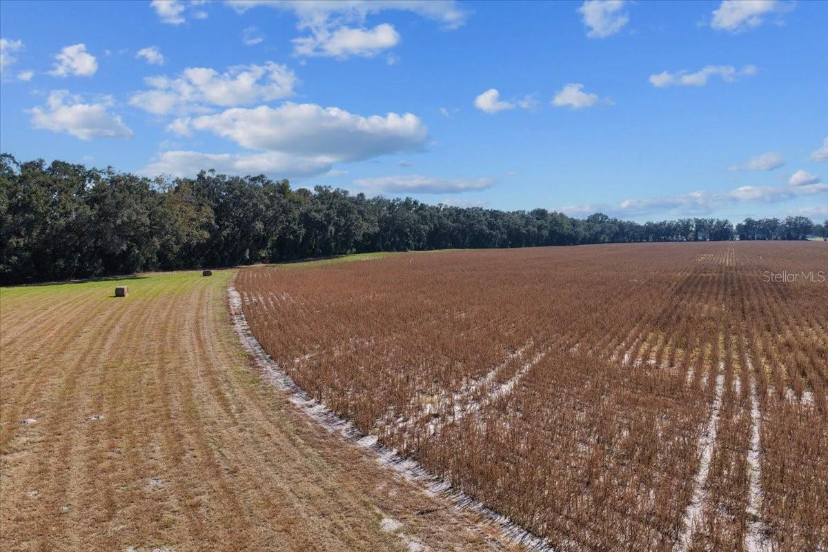 TBD NE 150 ST, TRENTON, FL — photo 2