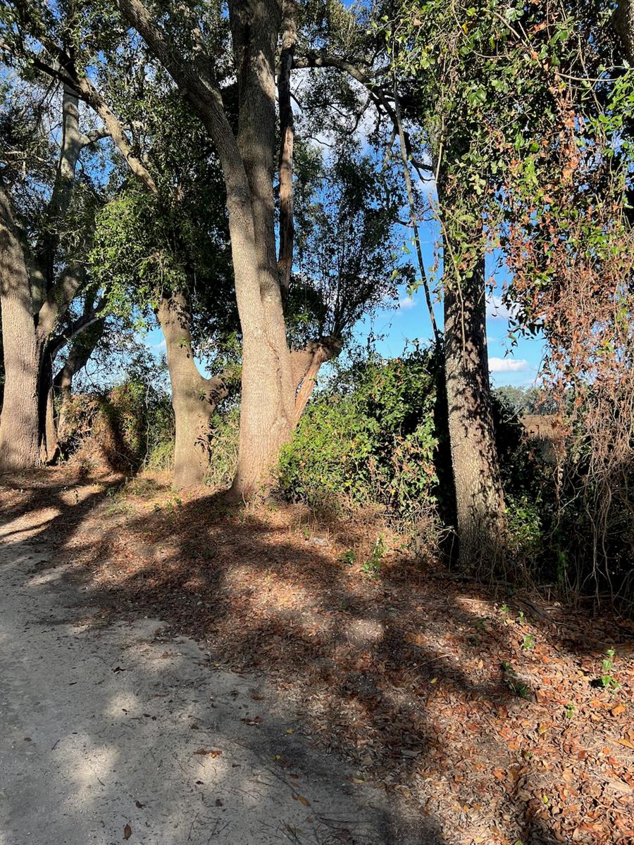 TBD N BRONSON AVE, TRENTON, FL — photo 2
