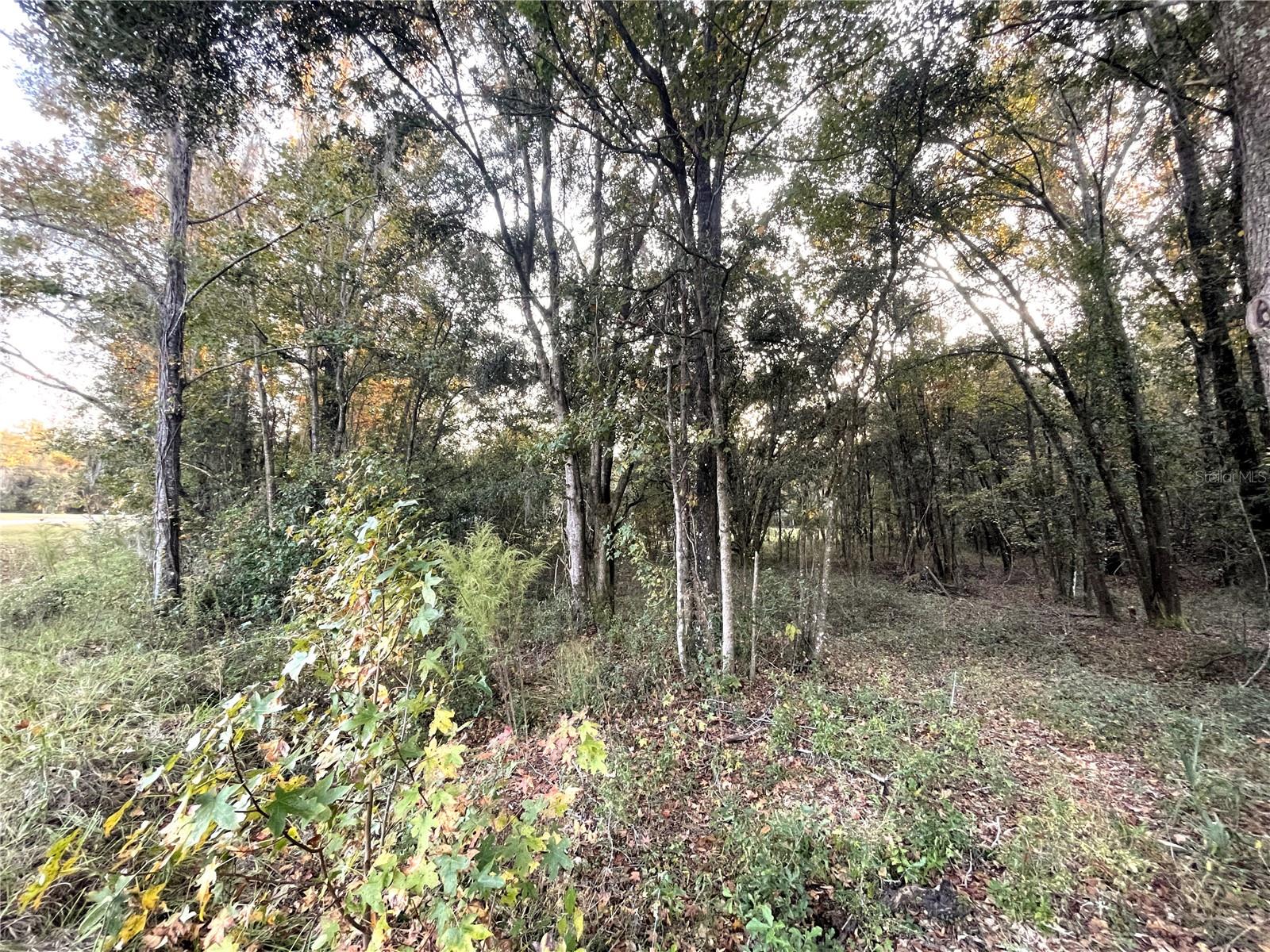 NW 145TH AVE LOT 25, WILLISTON, FL — photo 10