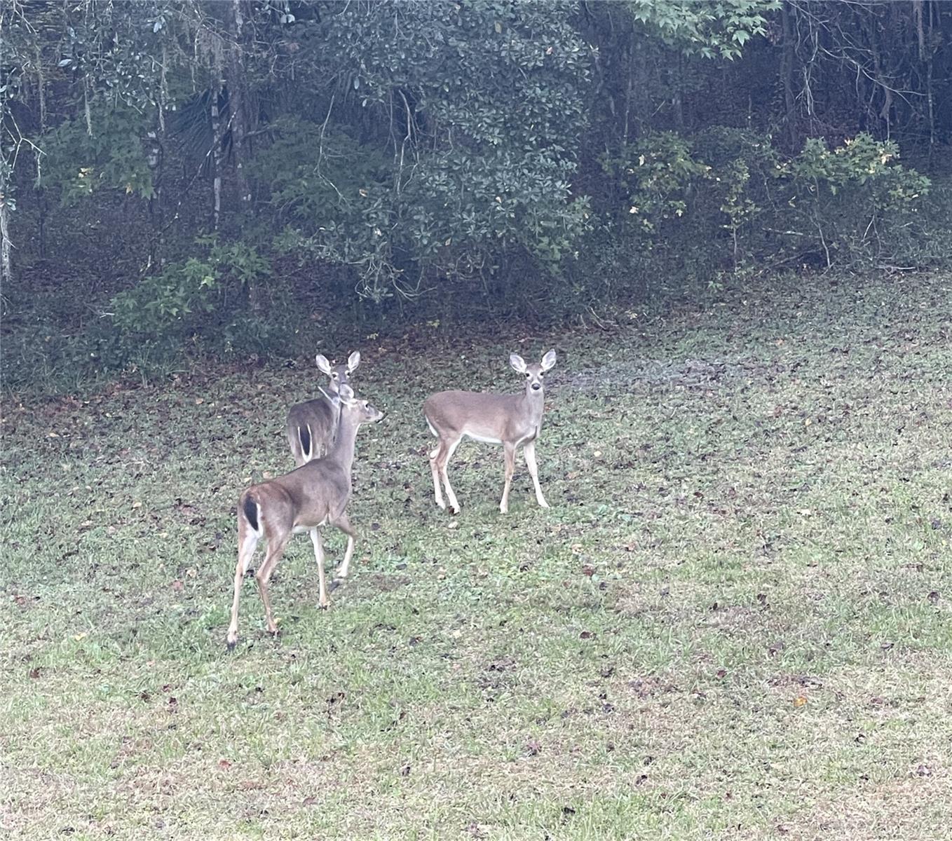 NW 145TH AVE LOT 25, WILLISTON, FL — photo 12
