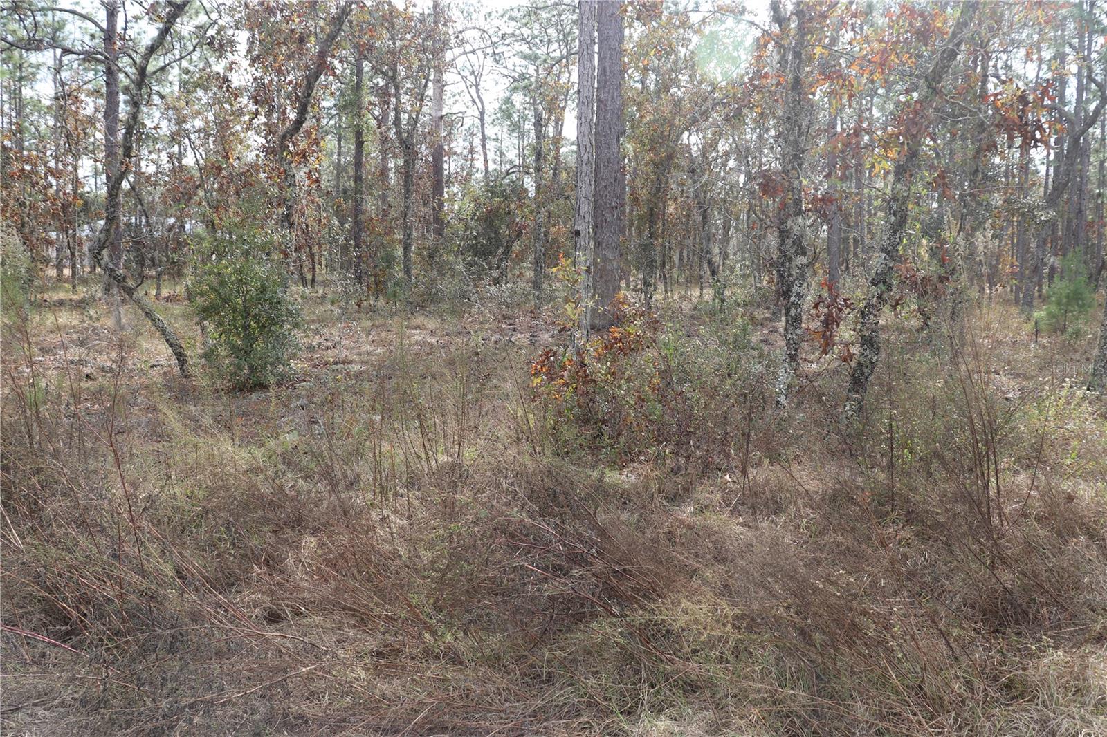 00 GERANIUM AVE, DUNNELLON, FL
