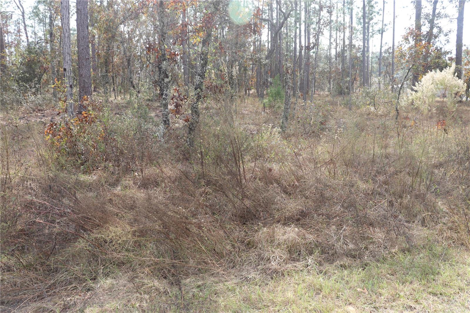 00 GERANIUM AVE, DUNNELLON, FL — photo 2