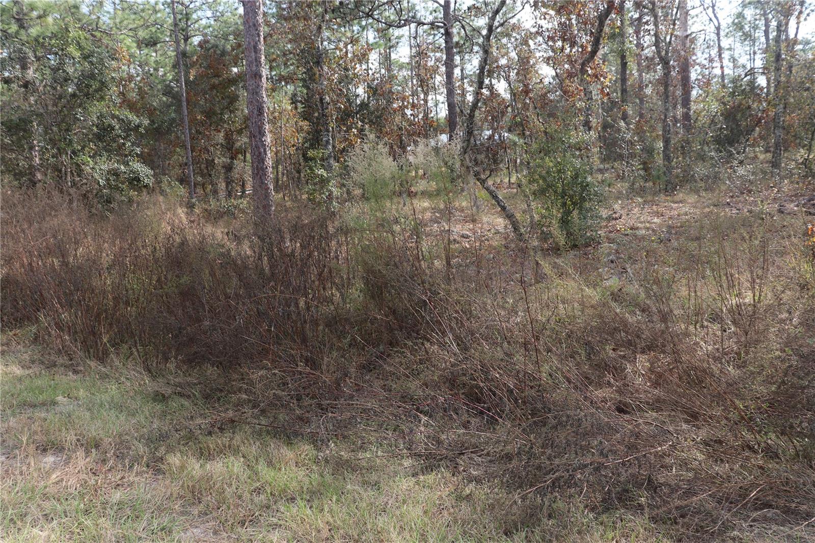 00 GERANIUM AVE, DUNNELLON, FL — photo 3