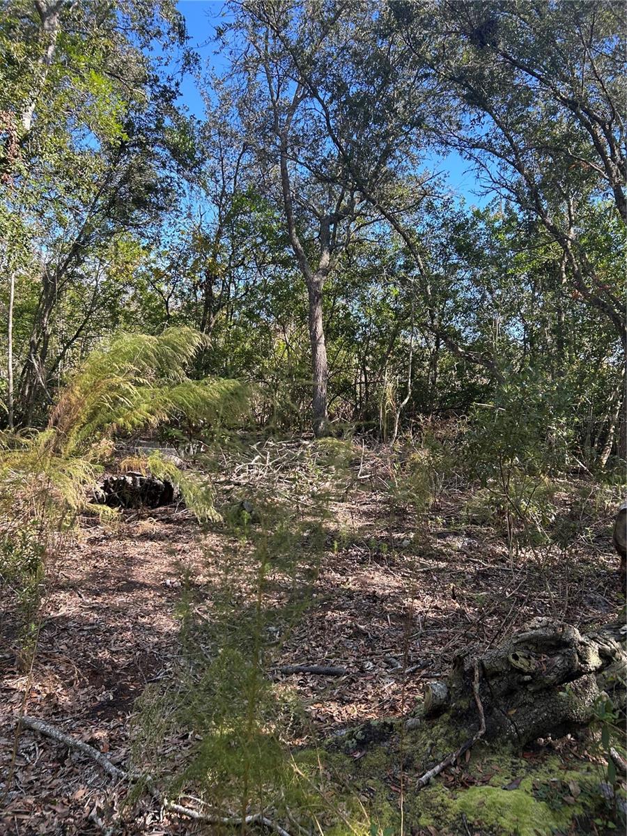 7740 E SMOKE TRL, INVERNESS, FL — photo 3