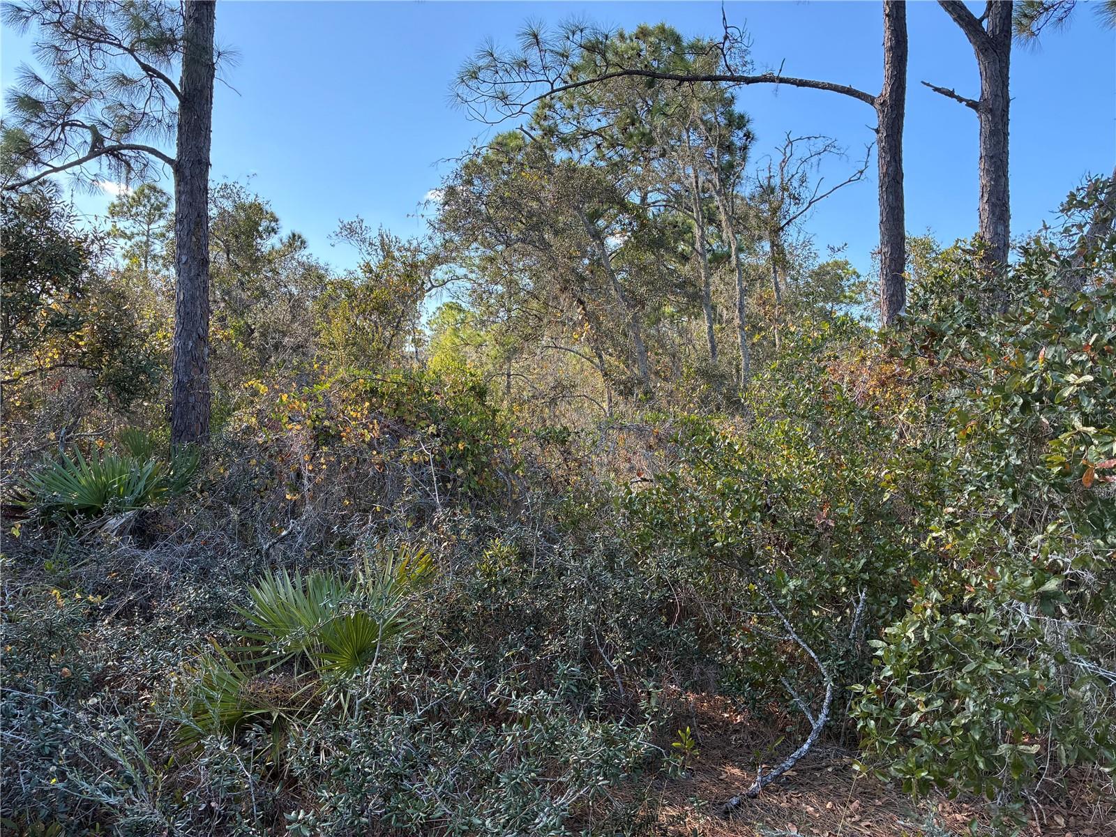 321 SHOWBOAT AVE, LAKE PLACID, FL — photo 4