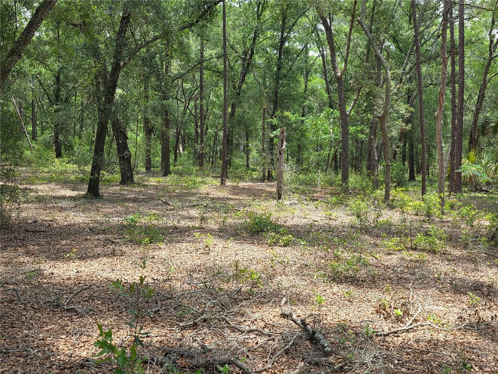 ROLLING ARES RD W, LADY LAKE, FL — photo 66