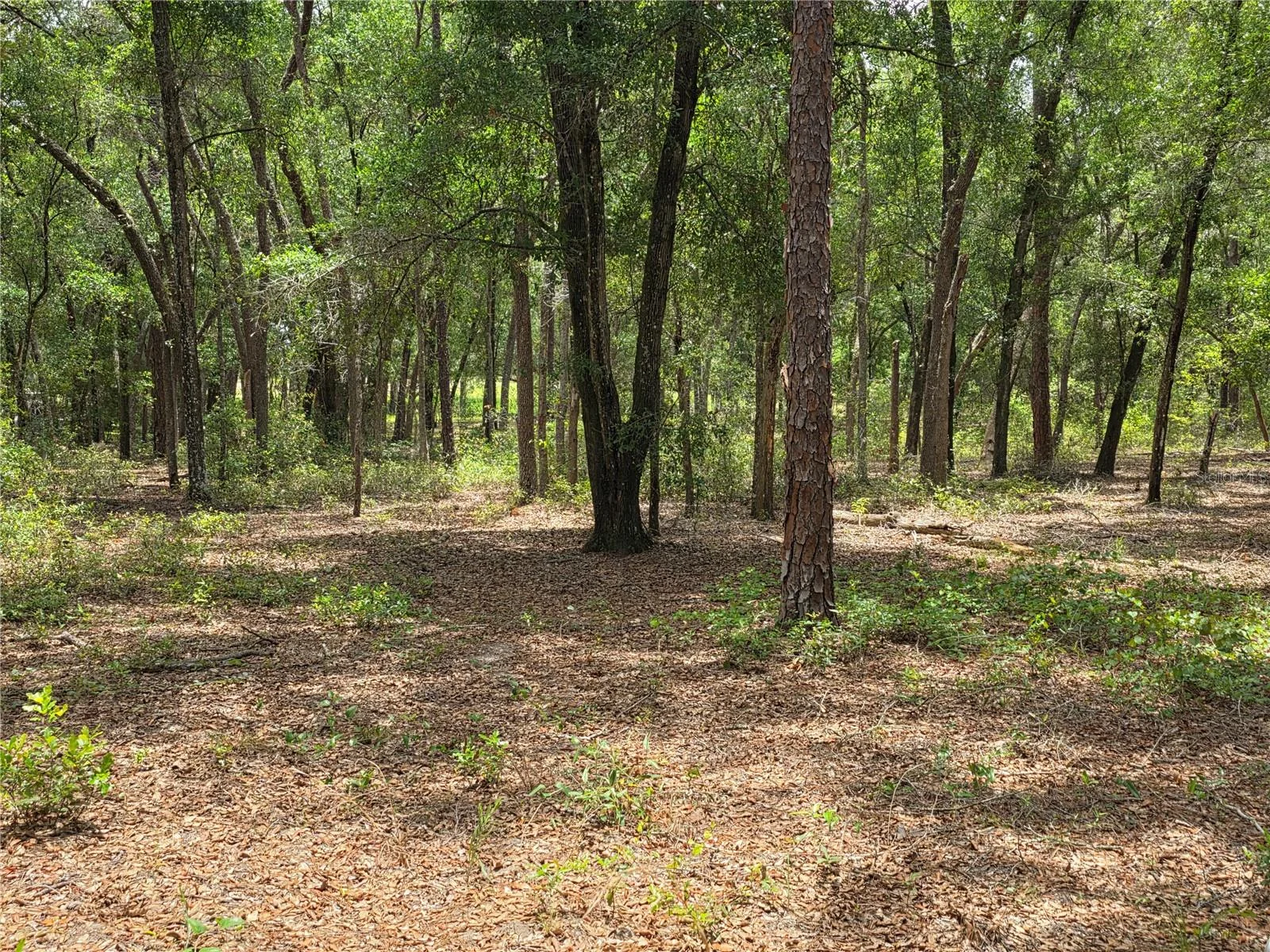 ROLLING ARES RD W, LADY LAKE, FL — photo 81