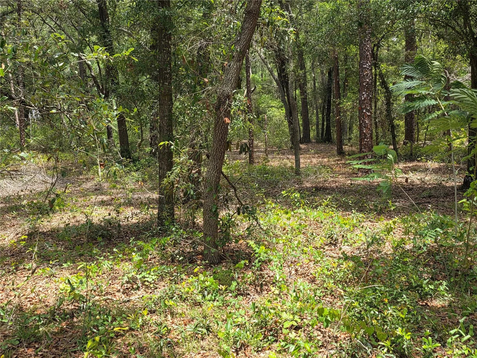 ROLLING ARES RD W, LADY LAKE, FL — photo 87