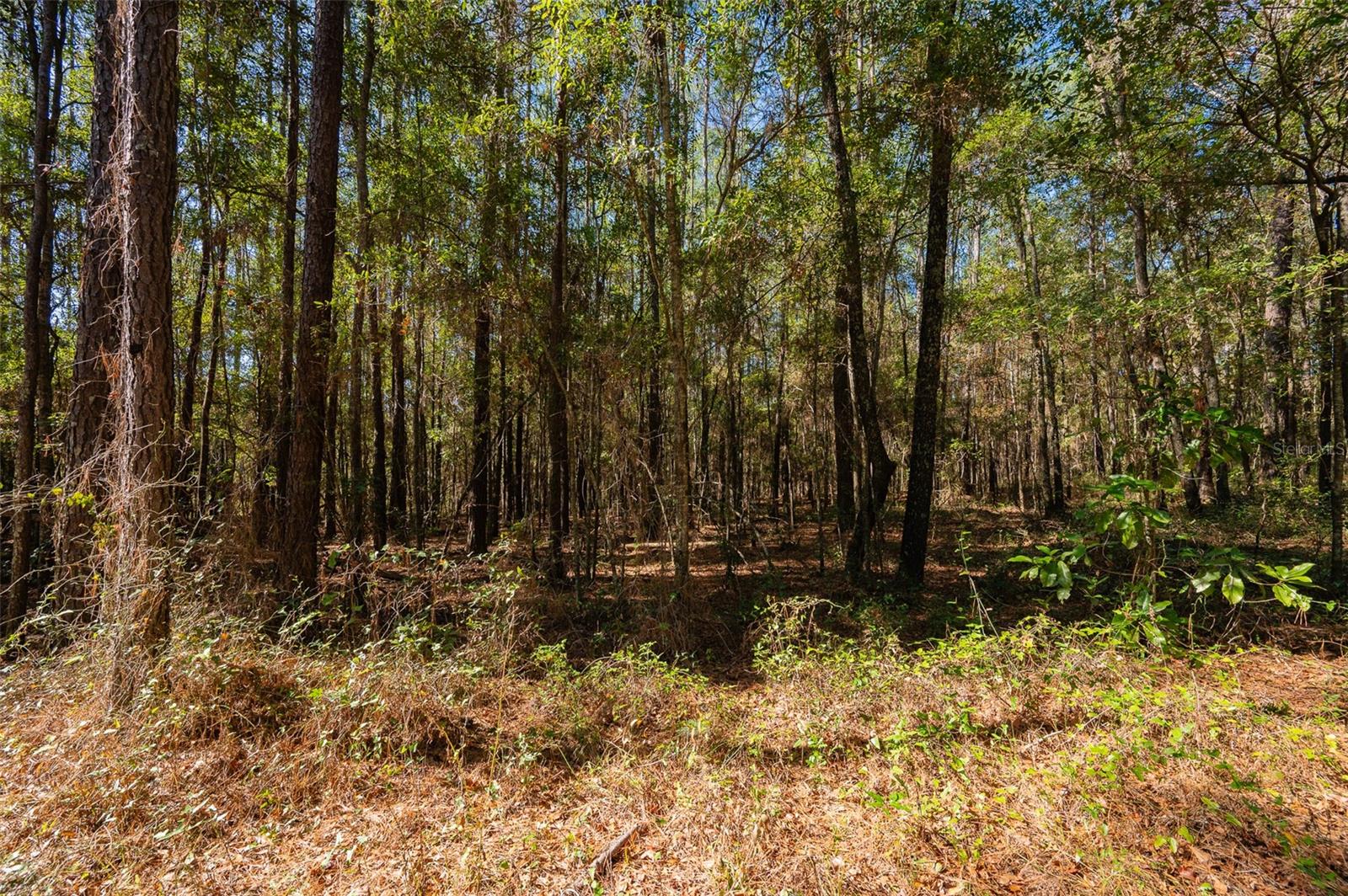 TBD N COUNTY RD 1491, ALACHUA, FL — photo 11