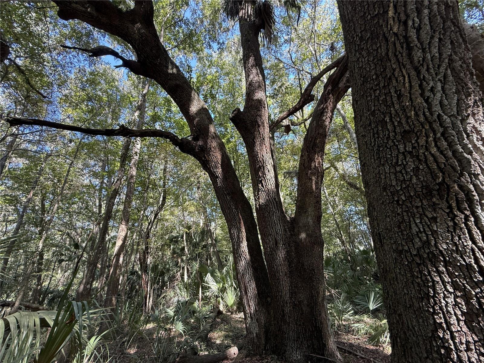 DR #7 (10ac) NW 193RD ST, MICANOPY, FL — photo 9