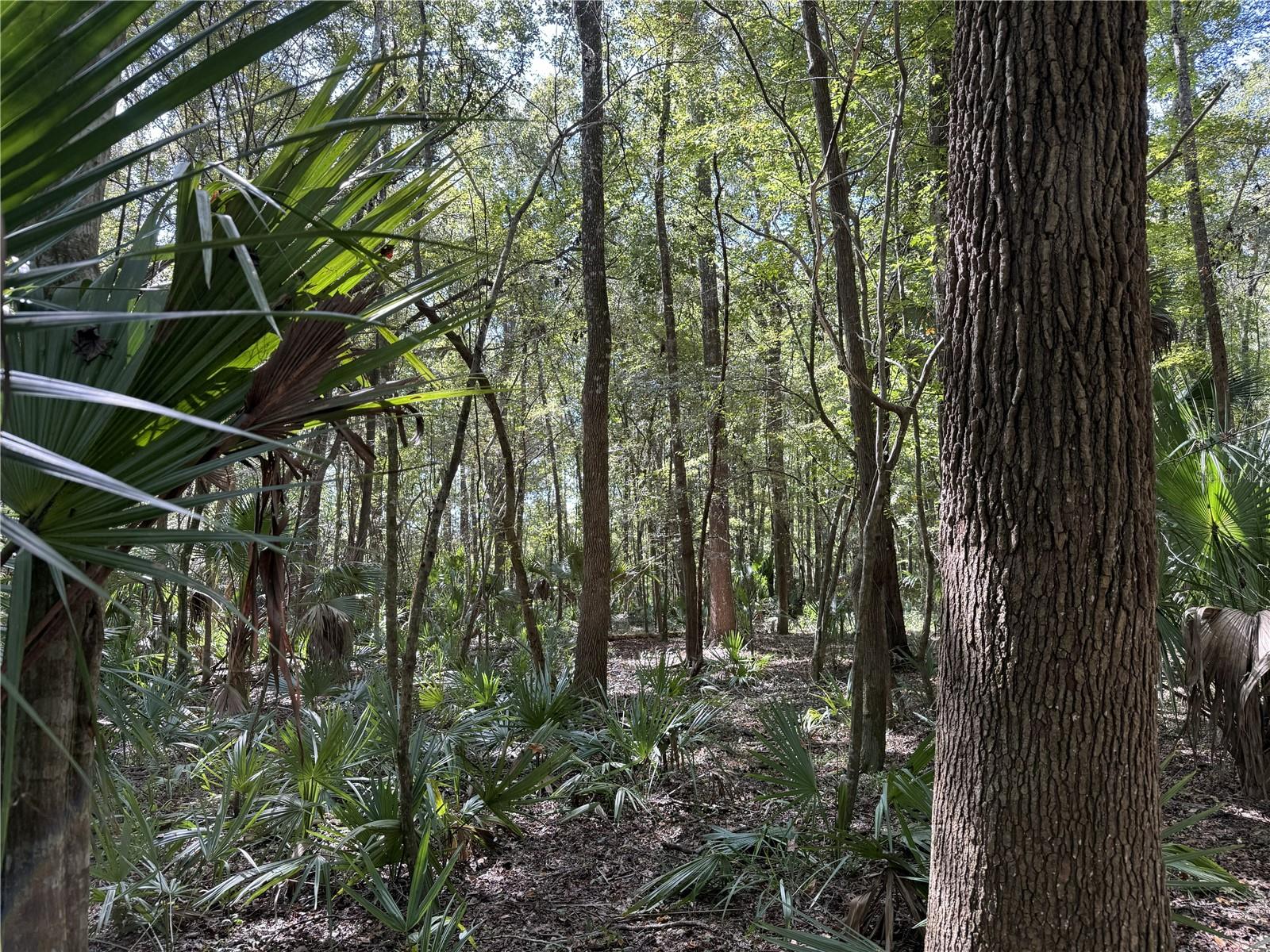 DR #7 (10ac) NW 193RD ST, MICANOPY, FL — photo 11