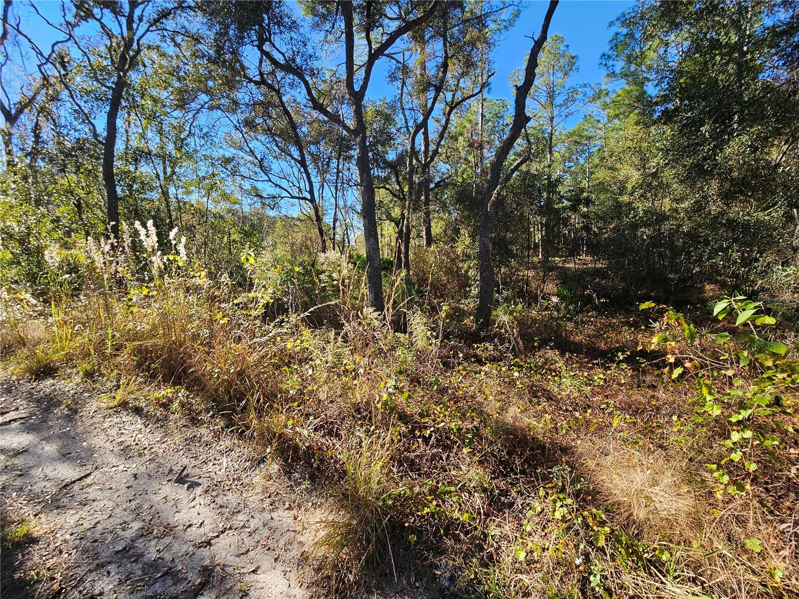 BERRYHILL DR, WEBSTER, FL — photo 5