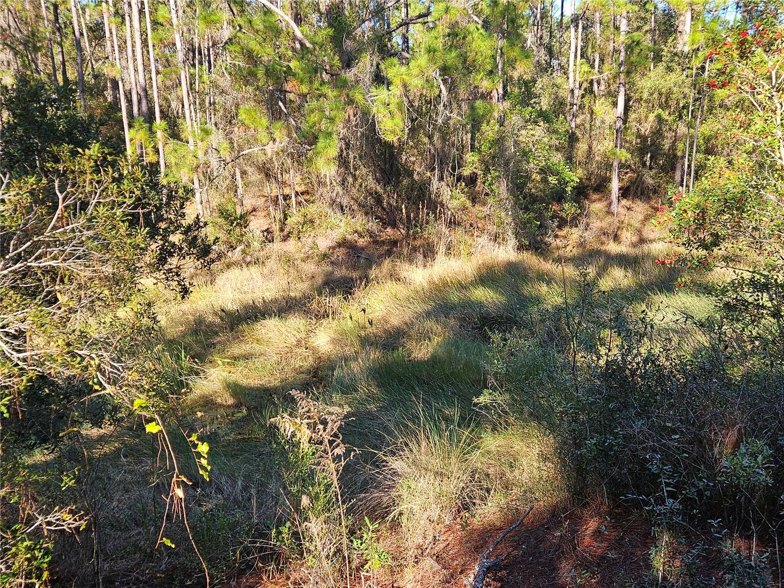 BERRYHILL DR, WEBSTER, FL — photo 8