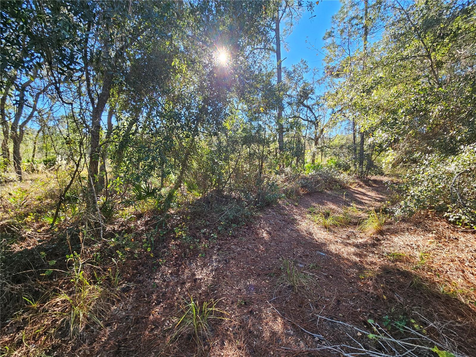 BERRYHILL DR, WEBSTER, FL — photo 9