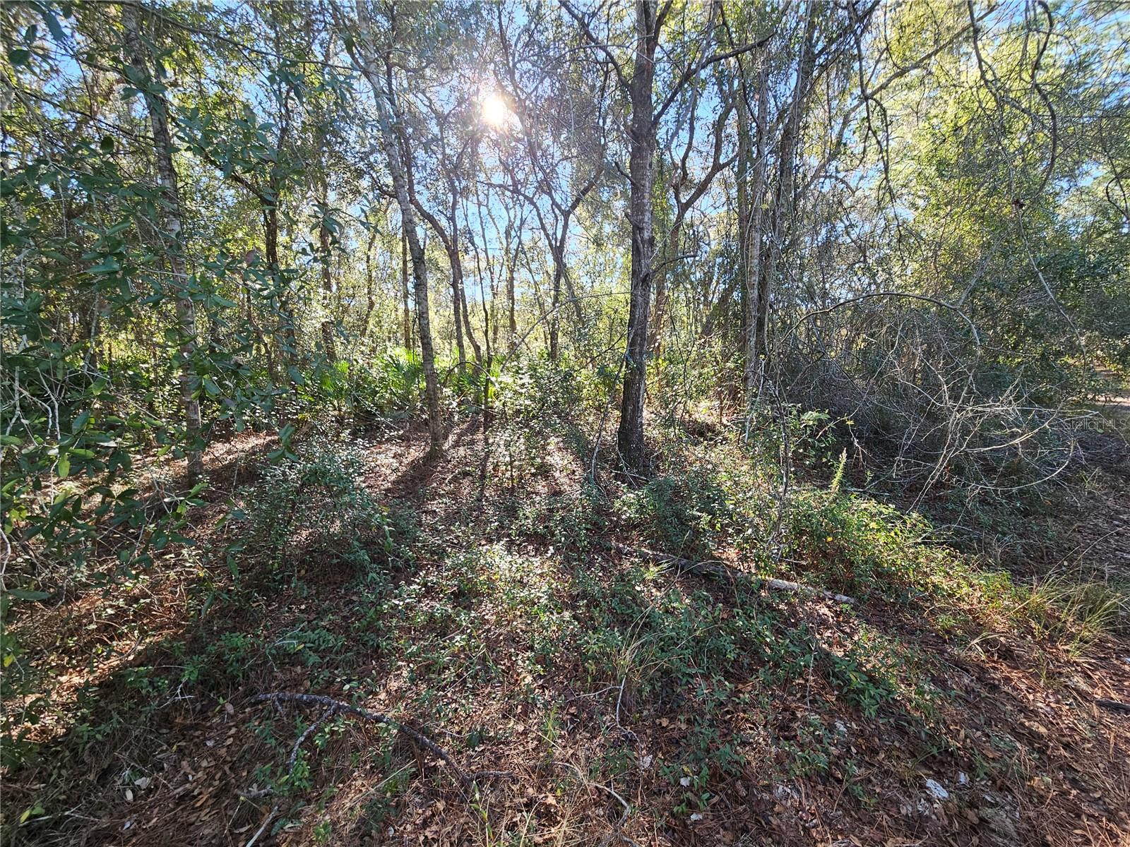 BERRYHILL DR, WEBSTER, FL — photo 13