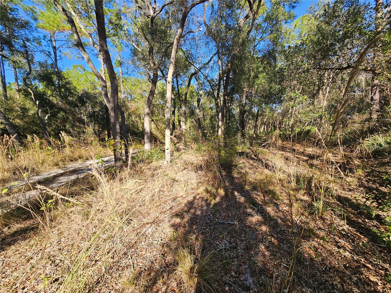 BERRYHILL DR, WEBSTER, FL — photo 16