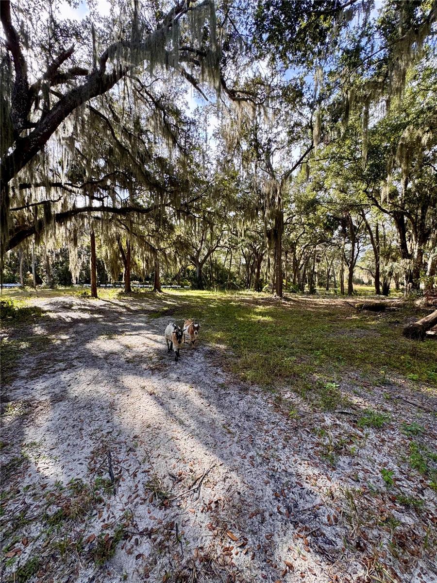 480 CLINTON CEMETERY RD, EDGEWATER, FL — photo 22
