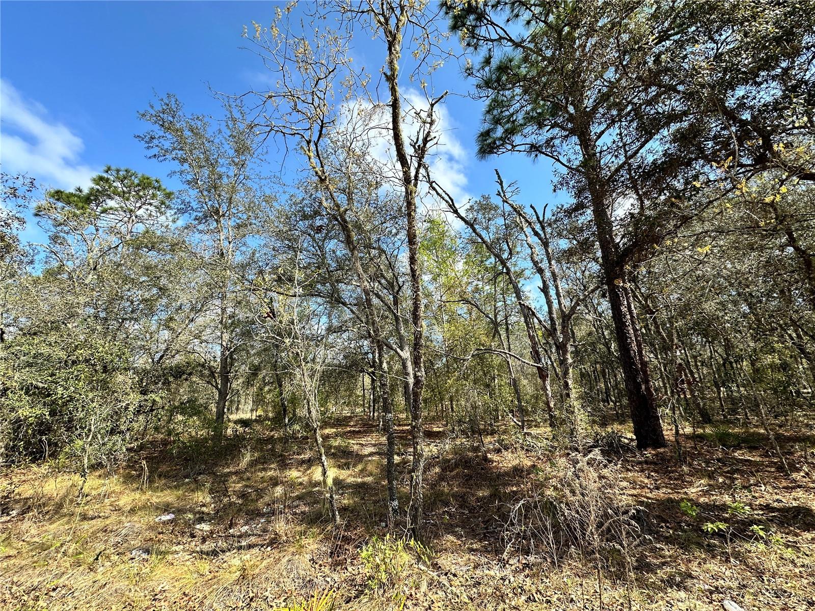 TBD NE 68TH PL, BRONSON, FL — photo 4