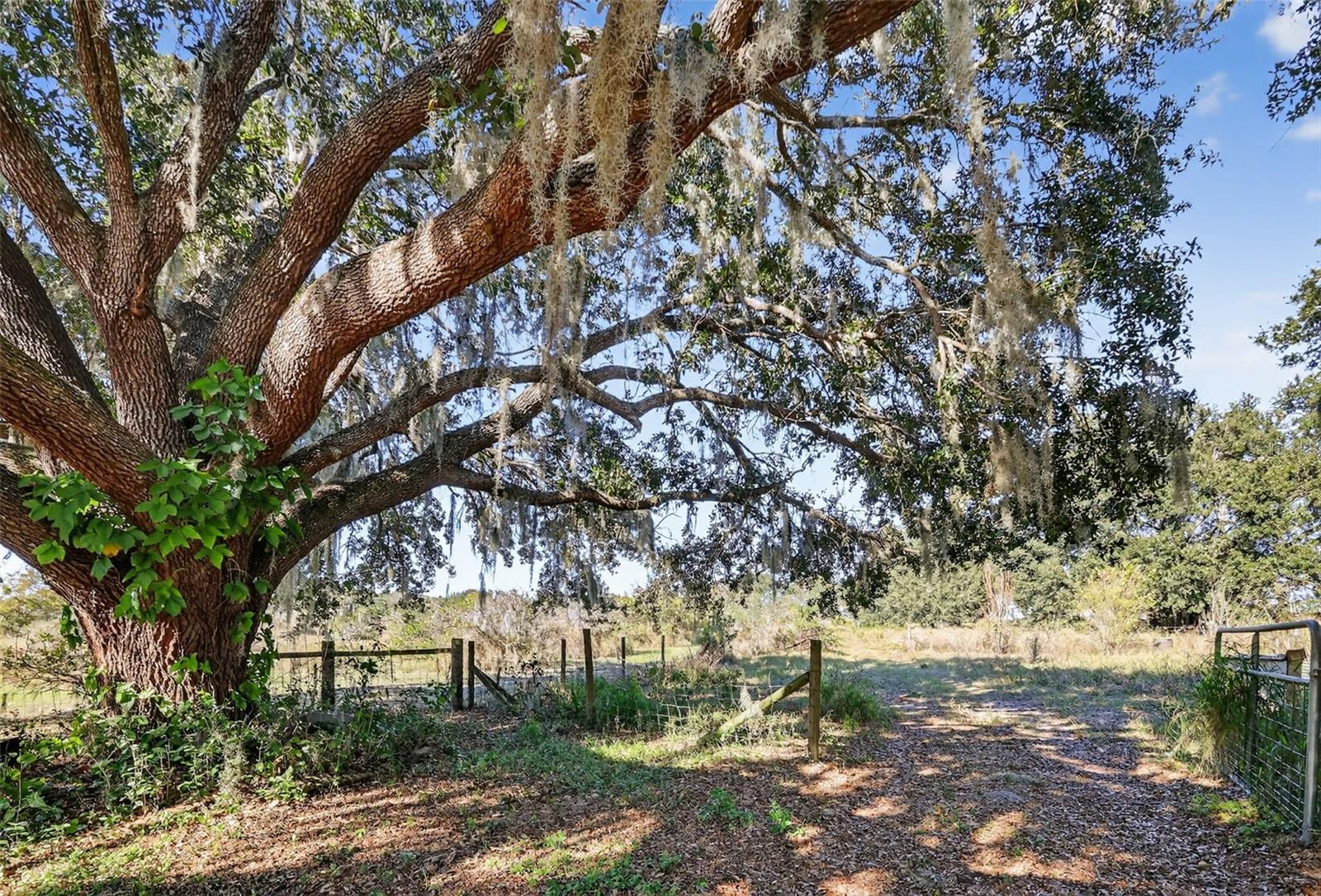 11911 LANE PARK ROAD, TAVARES, FL — photo 46