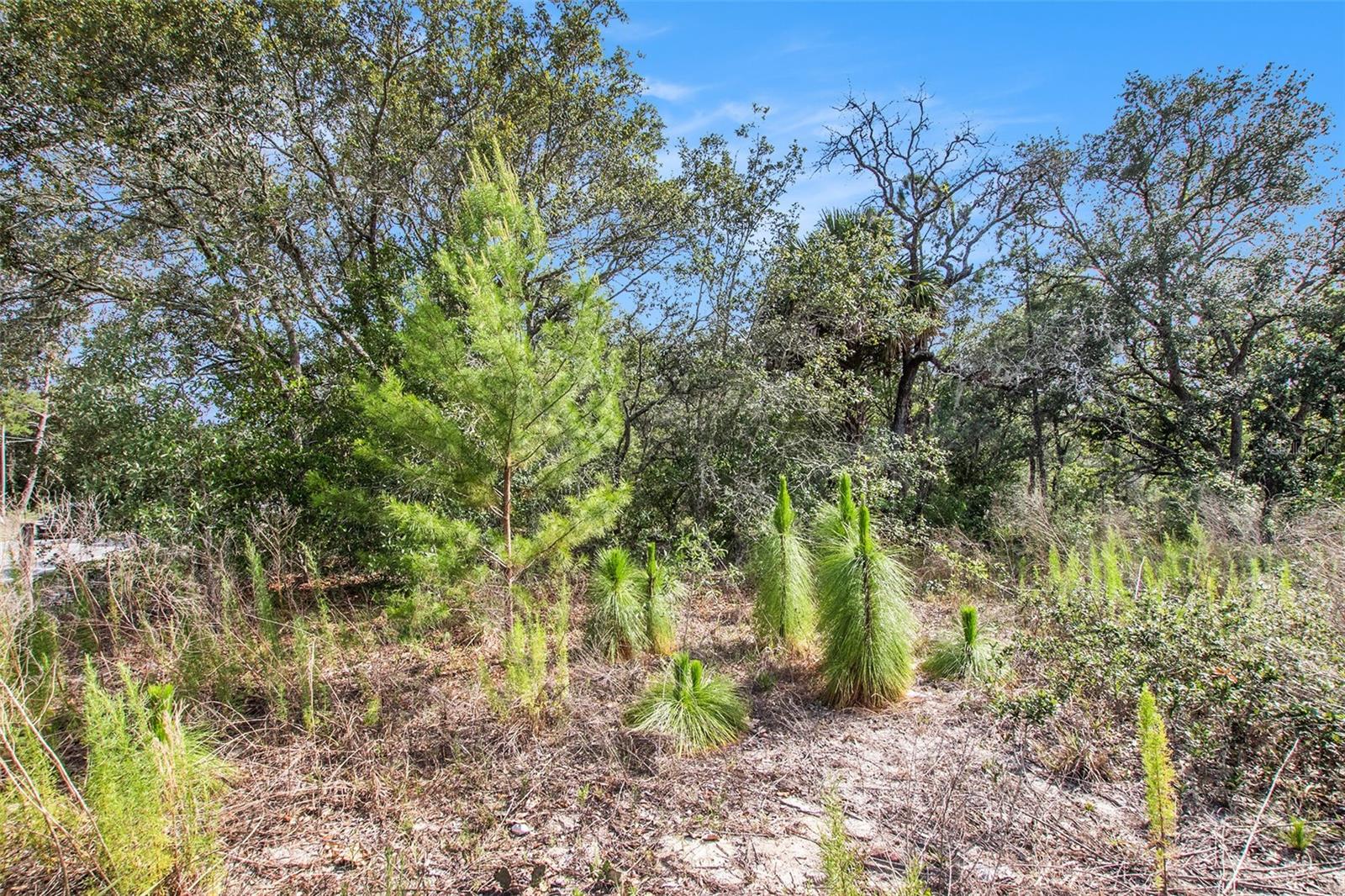 0 SHADY HILLS, SPRING HILL, FL — photo 22