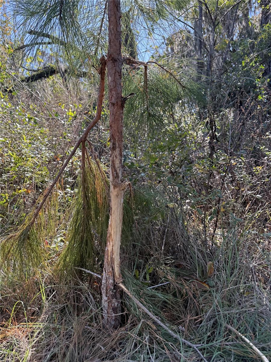NW 110TH AVE, REDDICK, FL — photo 10