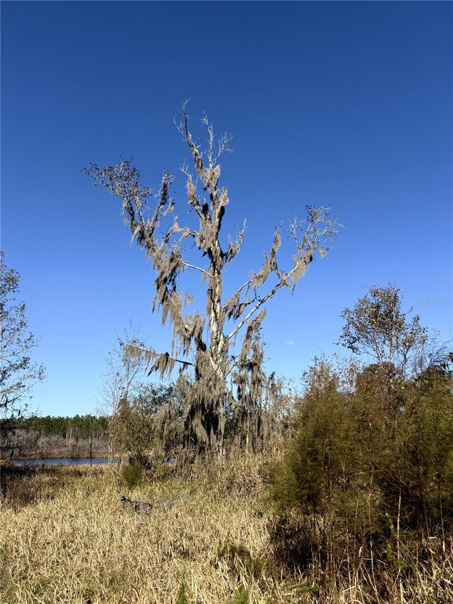 NW 110TH AVE, REDDICK, FL — photo 15