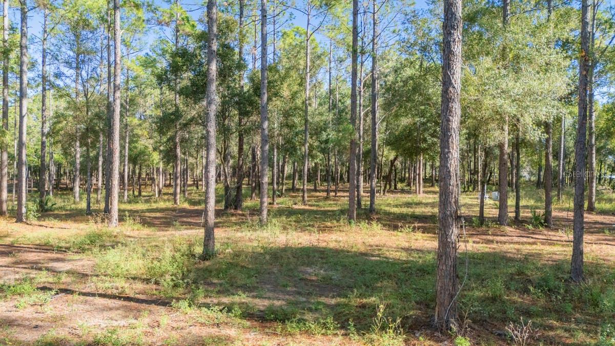 24238 DEEP SPRINGS LOOP, EUSTIS, FL — photo 12