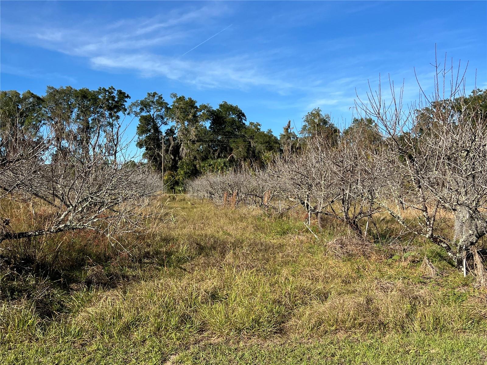18250 RAVENSWOOD RD, ALTOONA, FL — photo 44