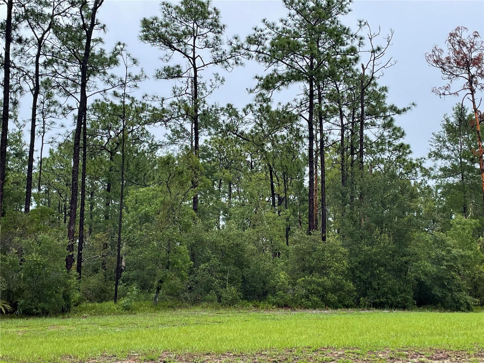 VIRGINIA (PAPER) AVE, DELTONA, FL — photo 5