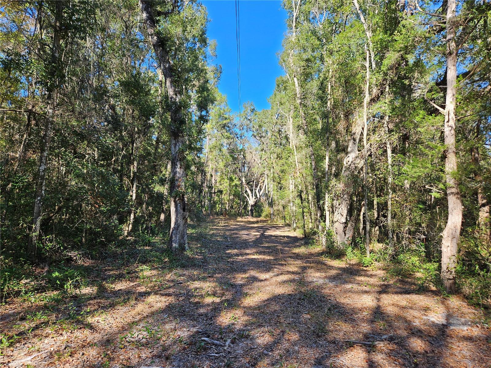 tbd NE 175TH AVE, WILLISTON, FL — photo 2