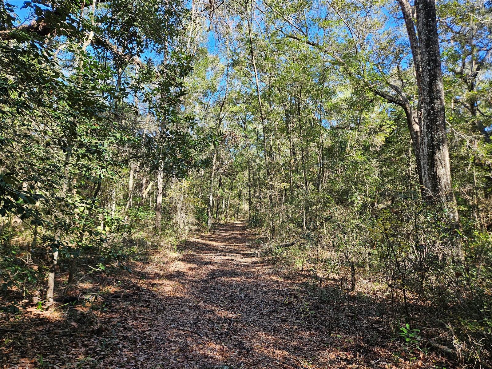 tbd NE 175TH AVE, WILLISTON, FL — photo 4