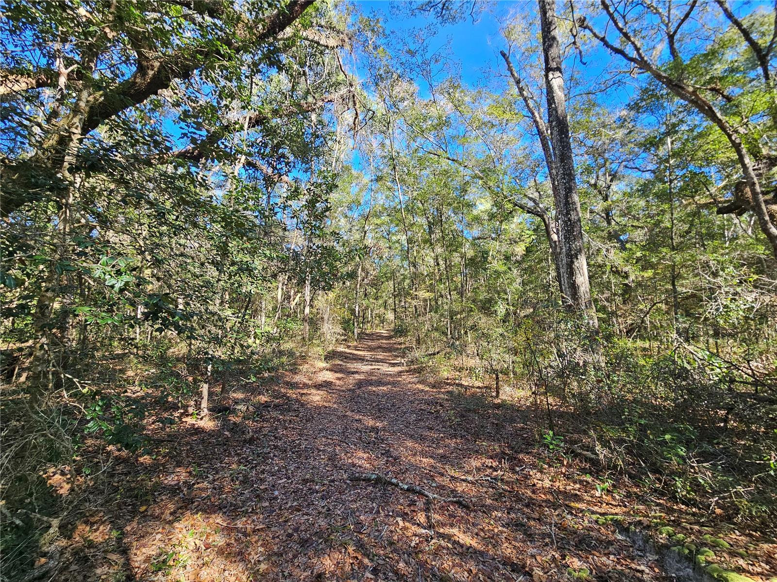 tbd NE 175TH AVE, WILLISTON, FL — photo 5