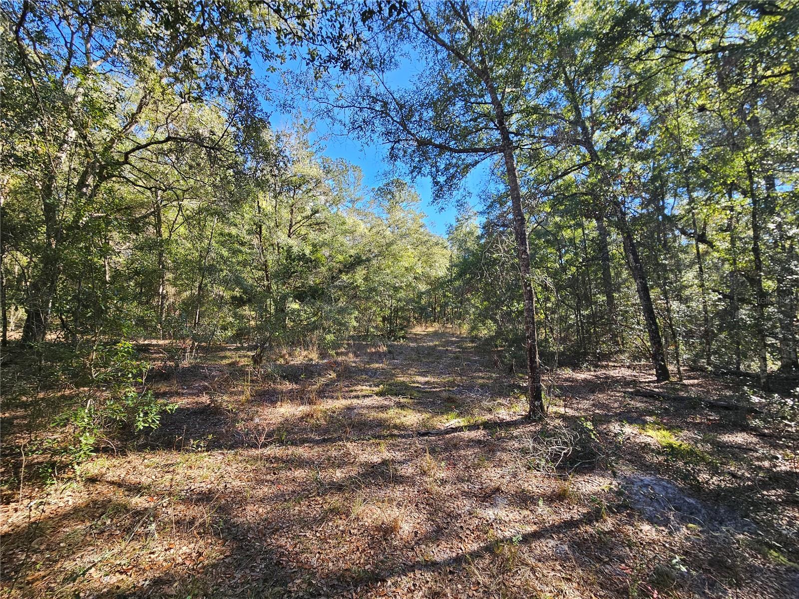 tbd NE 175TH AVE, WILLISTON, FL — photo 6