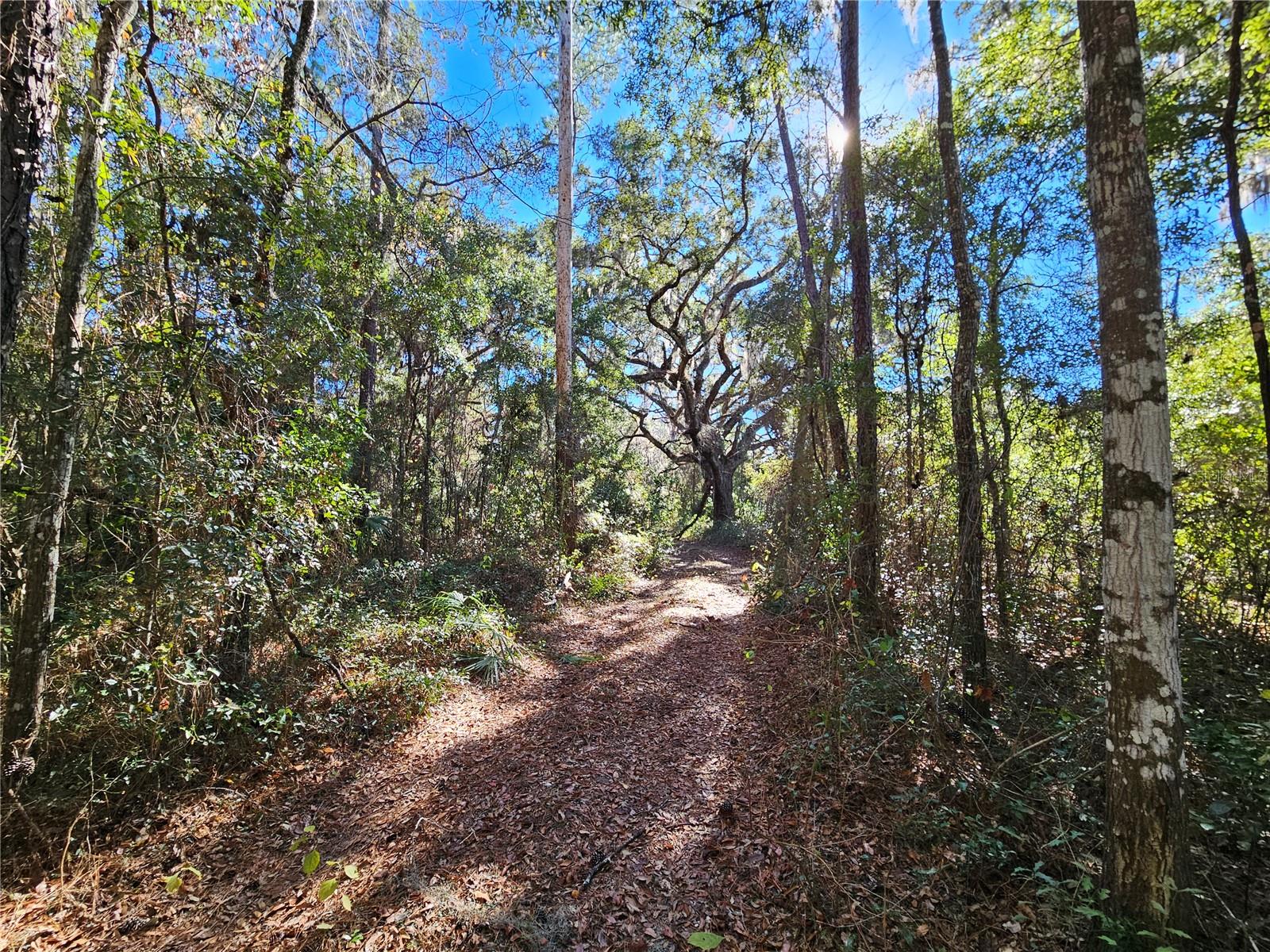 tbd NE 175TH AVE, WILLISTON, FL — photo 8