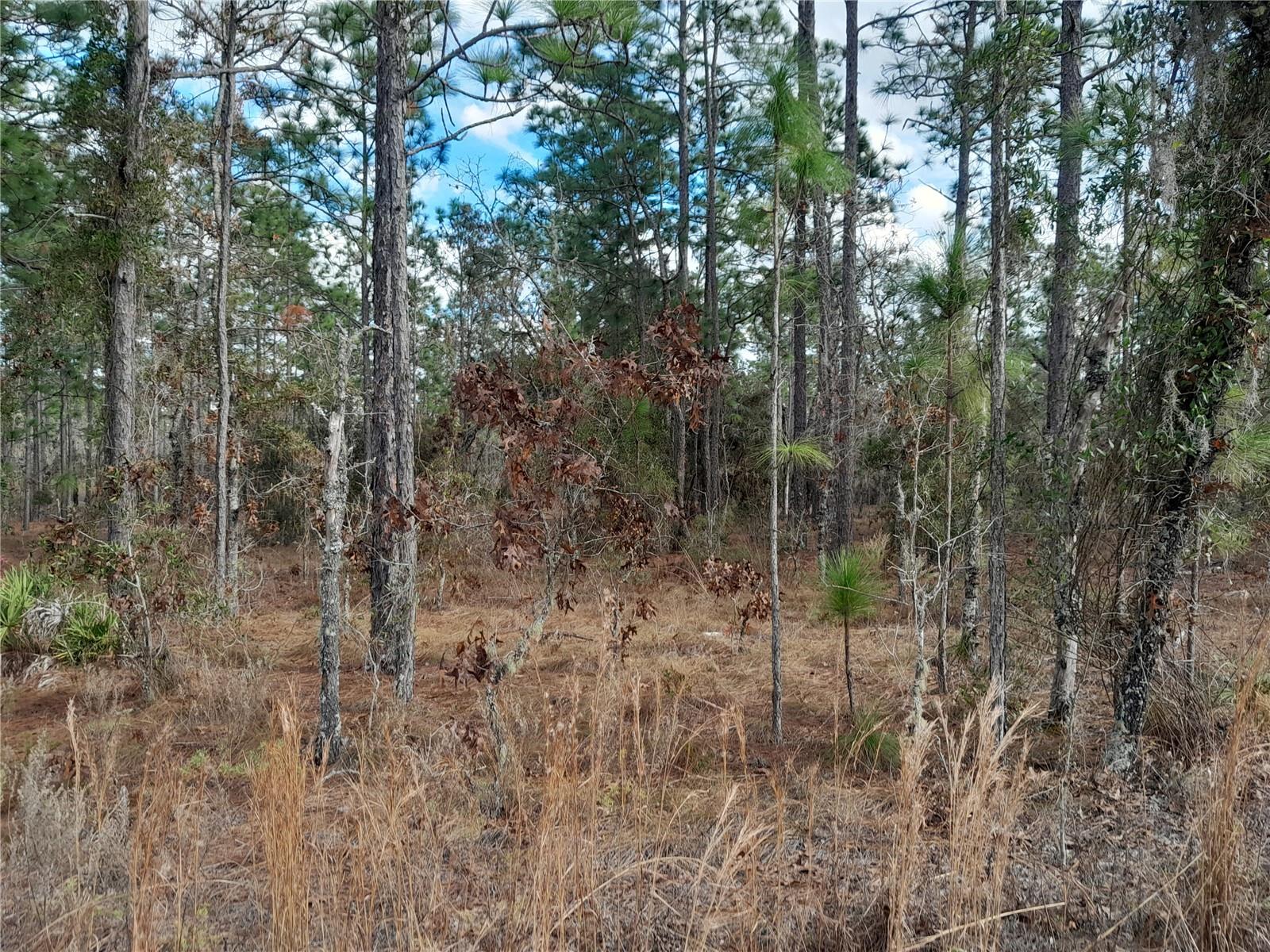 tbd NE 150TH AVE, WILLISTON, FL