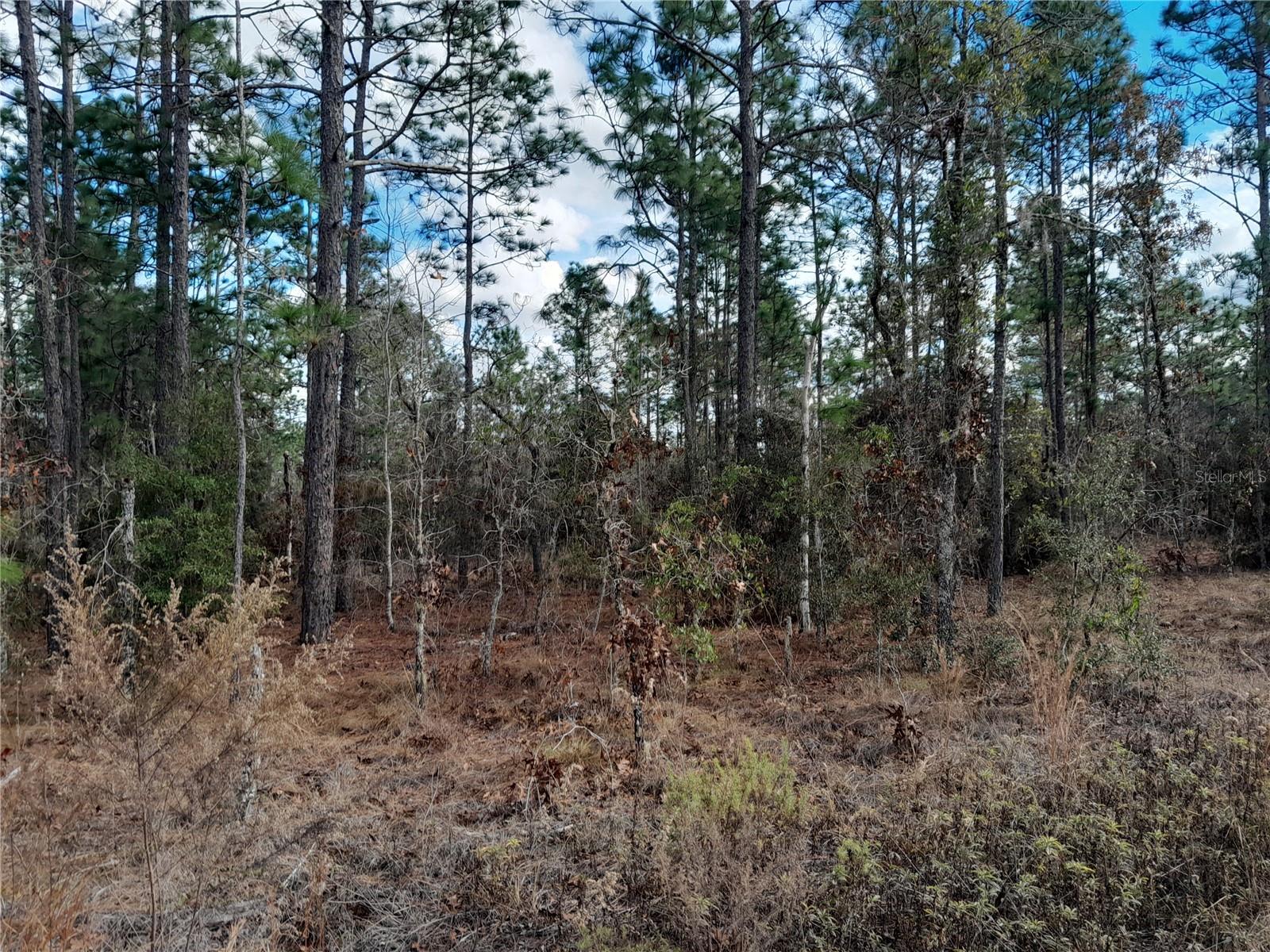 tbd NE 150TH AVE, WILLISTON, FL — photo 2