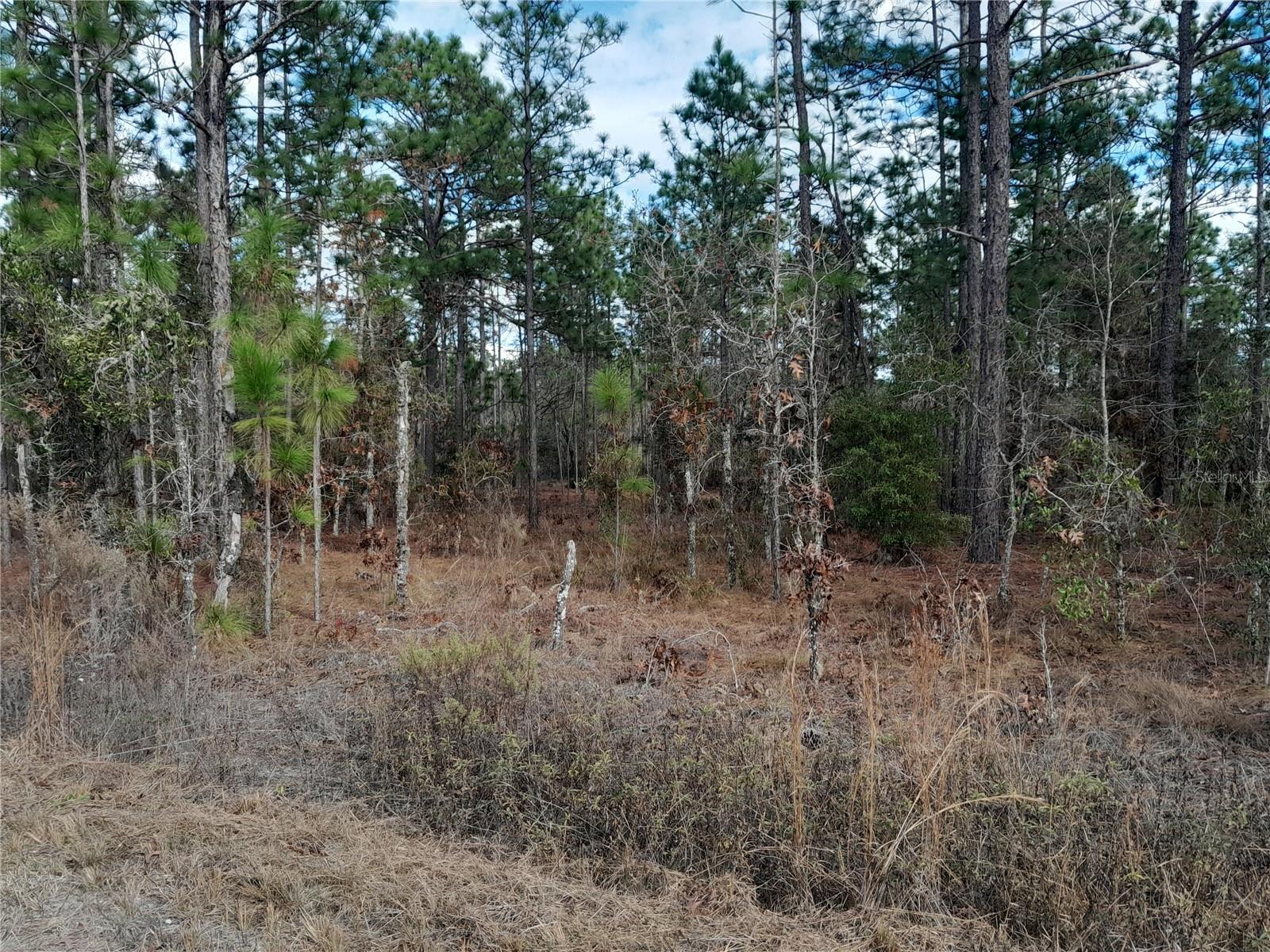tbd NE 150TH AVE, WILLISTON, FL — photo 3
