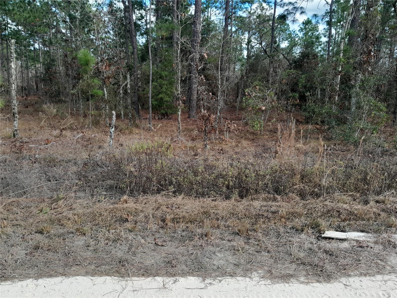 tbd NE 150TH AVE, WILLISTON, FL — photo 4