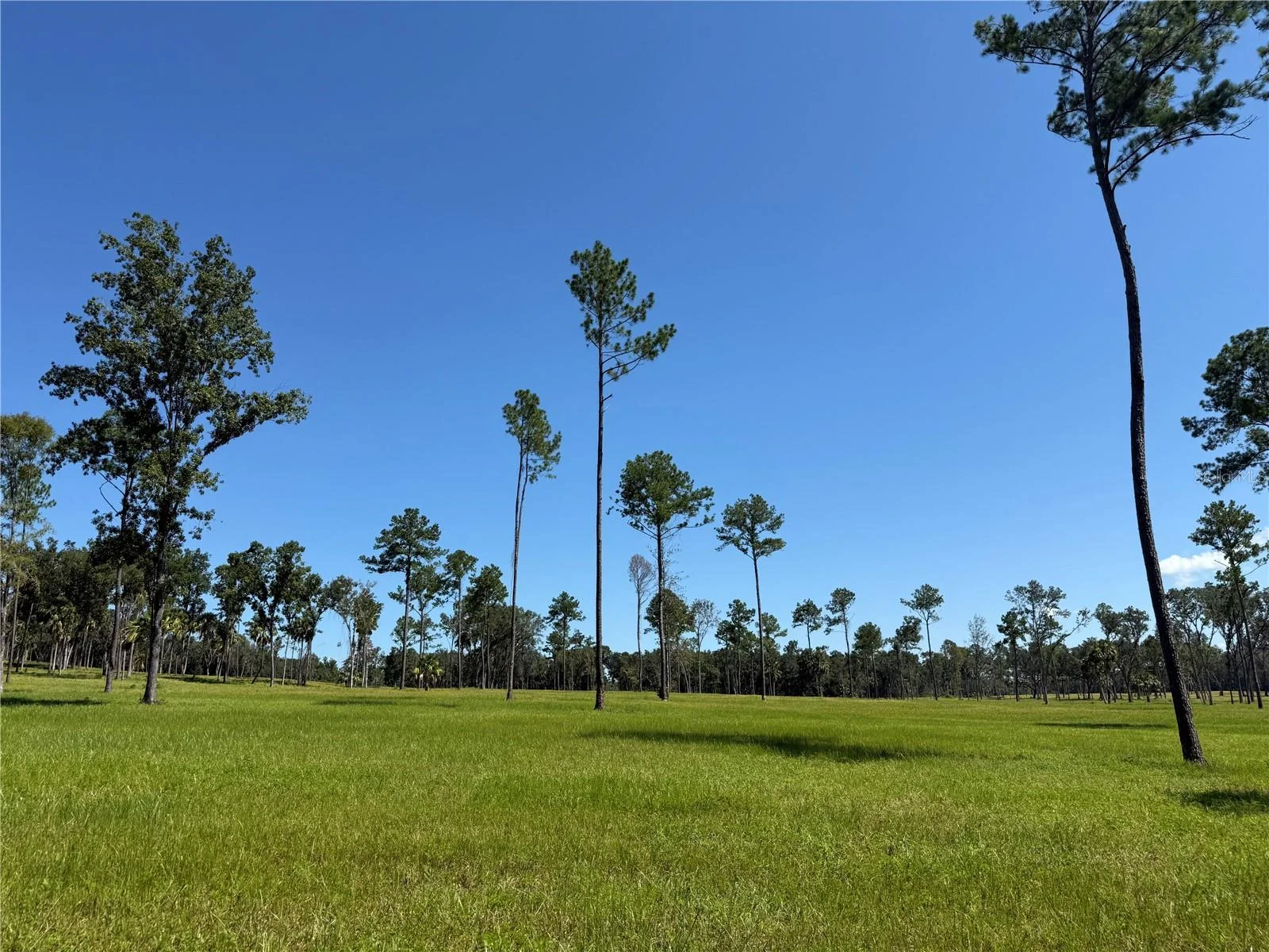 DO #6 (24ac) NW 193RD ST, MICANOPY, FL — photo 4