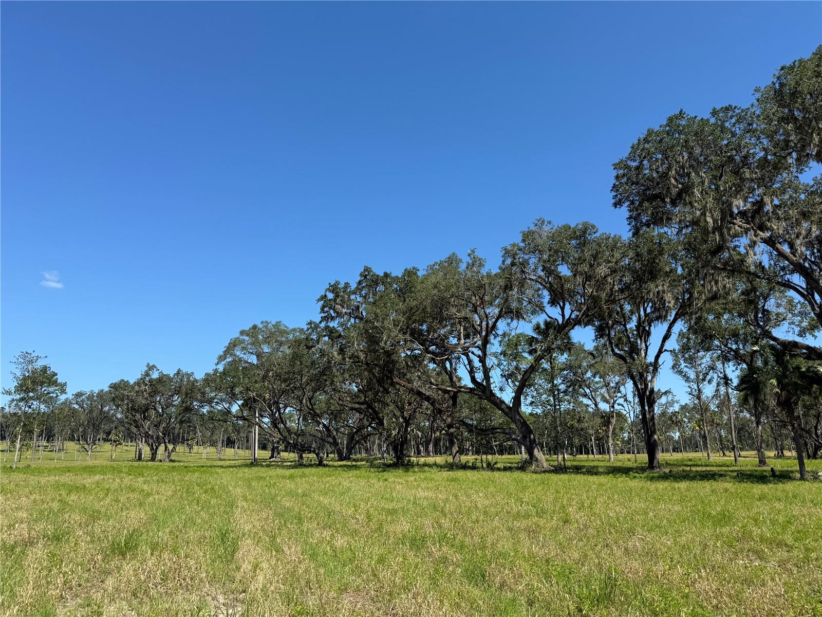 DO #6 (24ac) NW 193RD ST, MICANOPY, FL — photo 5