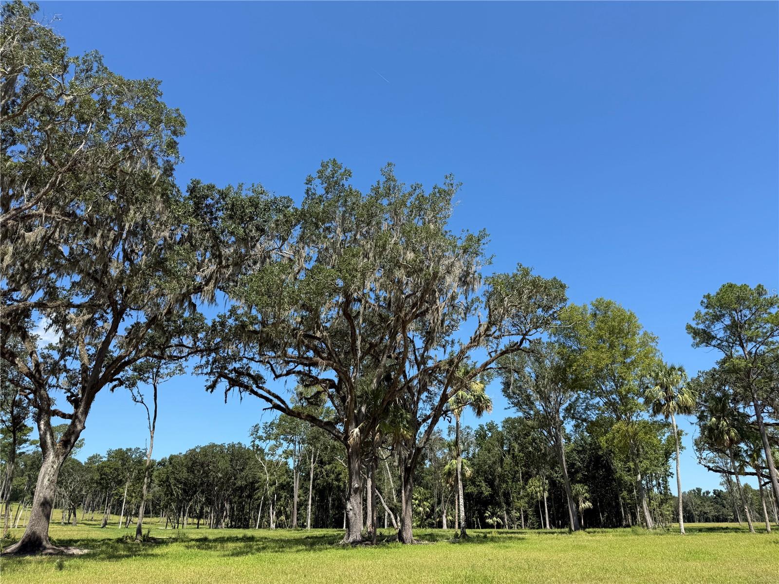 DO #6 (24ac) NW 193RD ST, MICANOPY, FL — photo 7