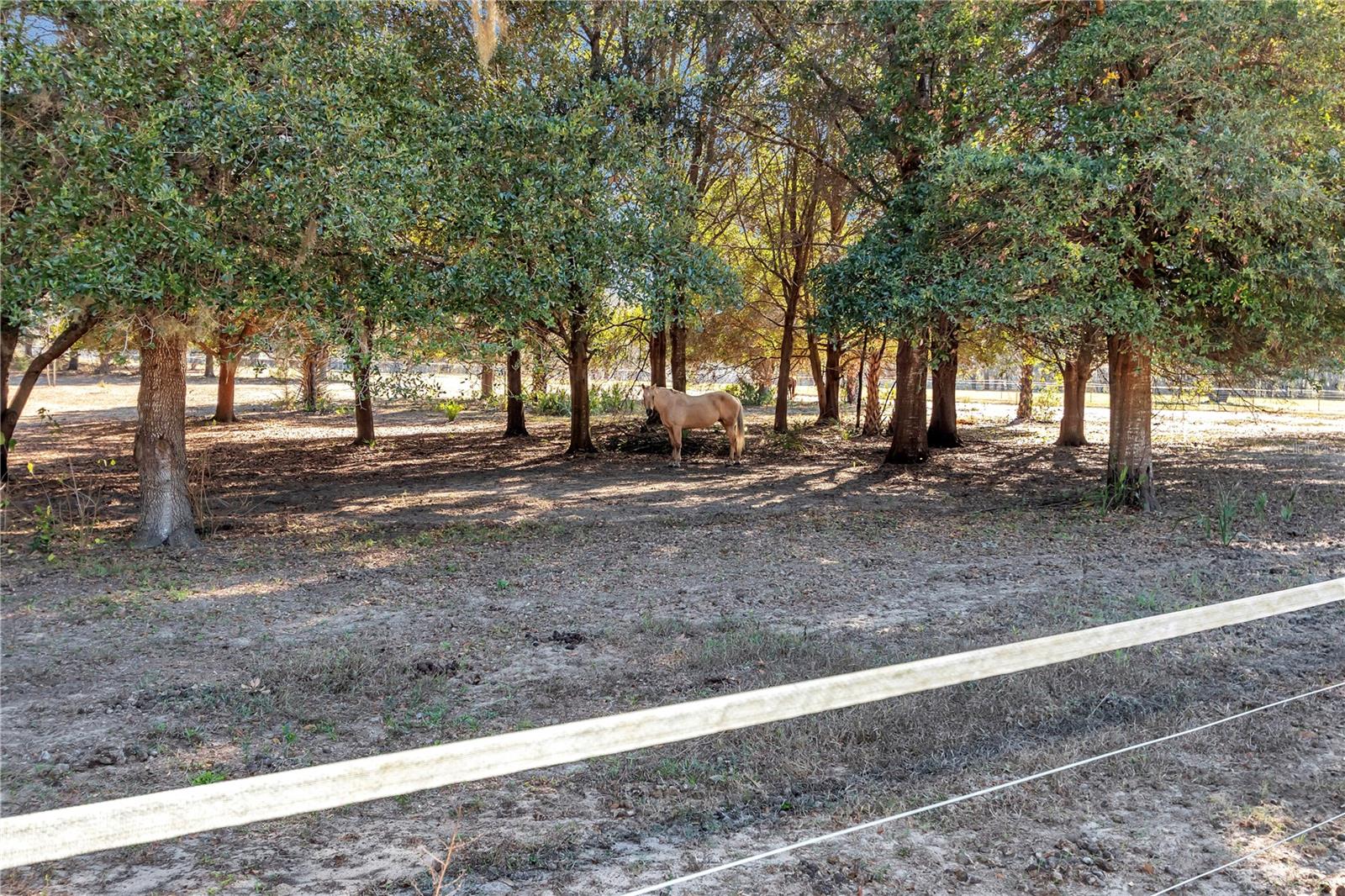11375 N CIRCLE M AVE, DUNNELLON, FL — photo 32