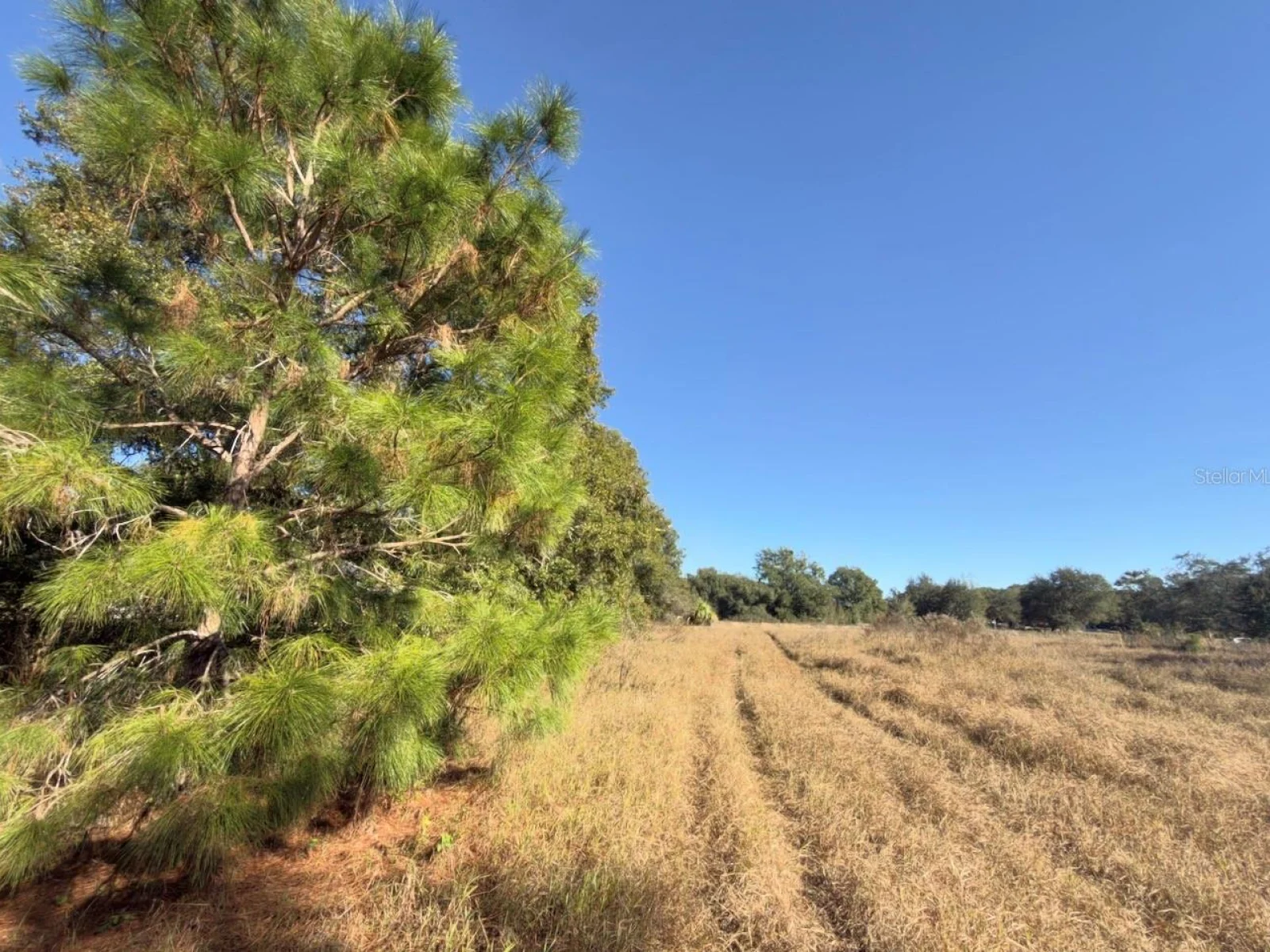 24939 COUNTY ROAD 33, GROVELAND, FL — photo 10