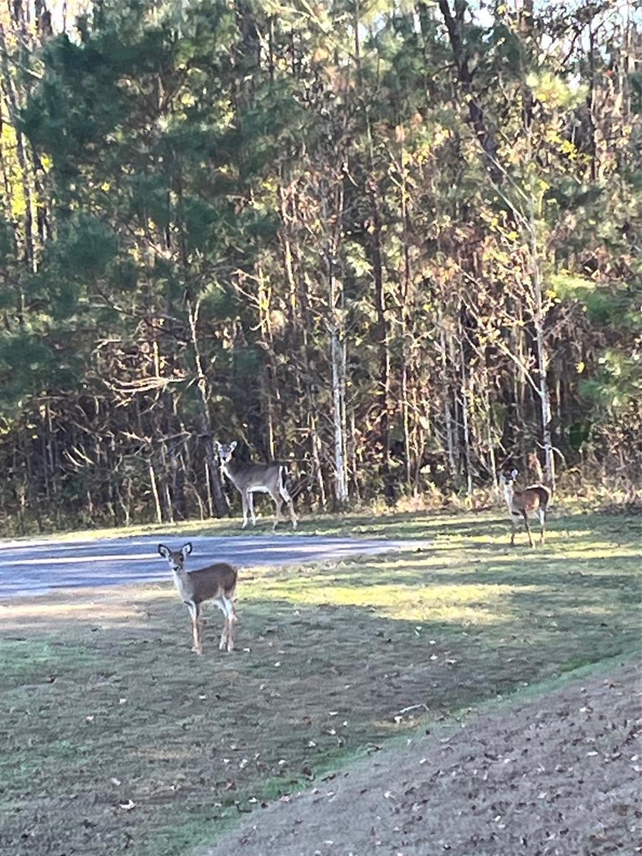 TBD NW 148 LN, WILLISTON, FL — photo 7